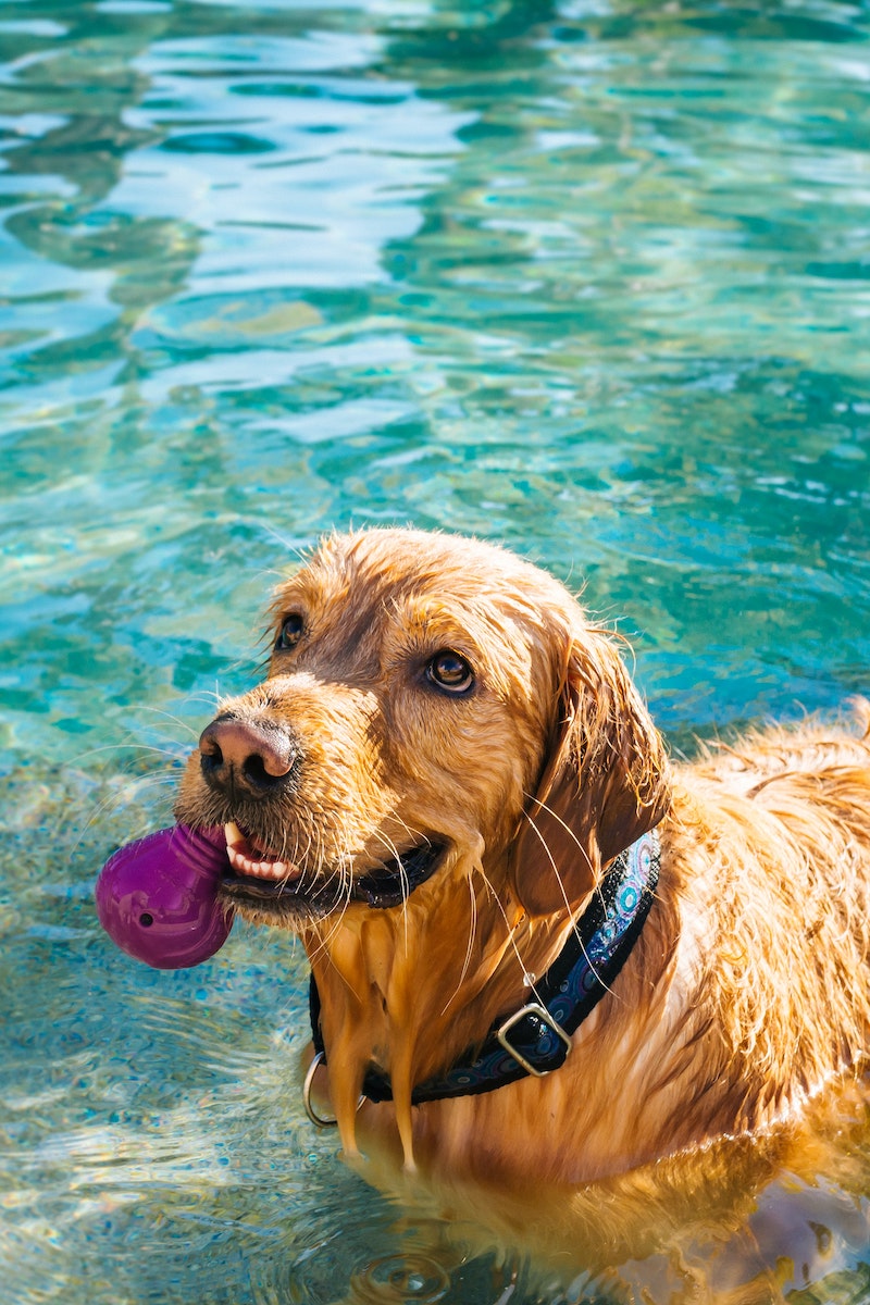 wet golden retriever in pool with toy in mouth