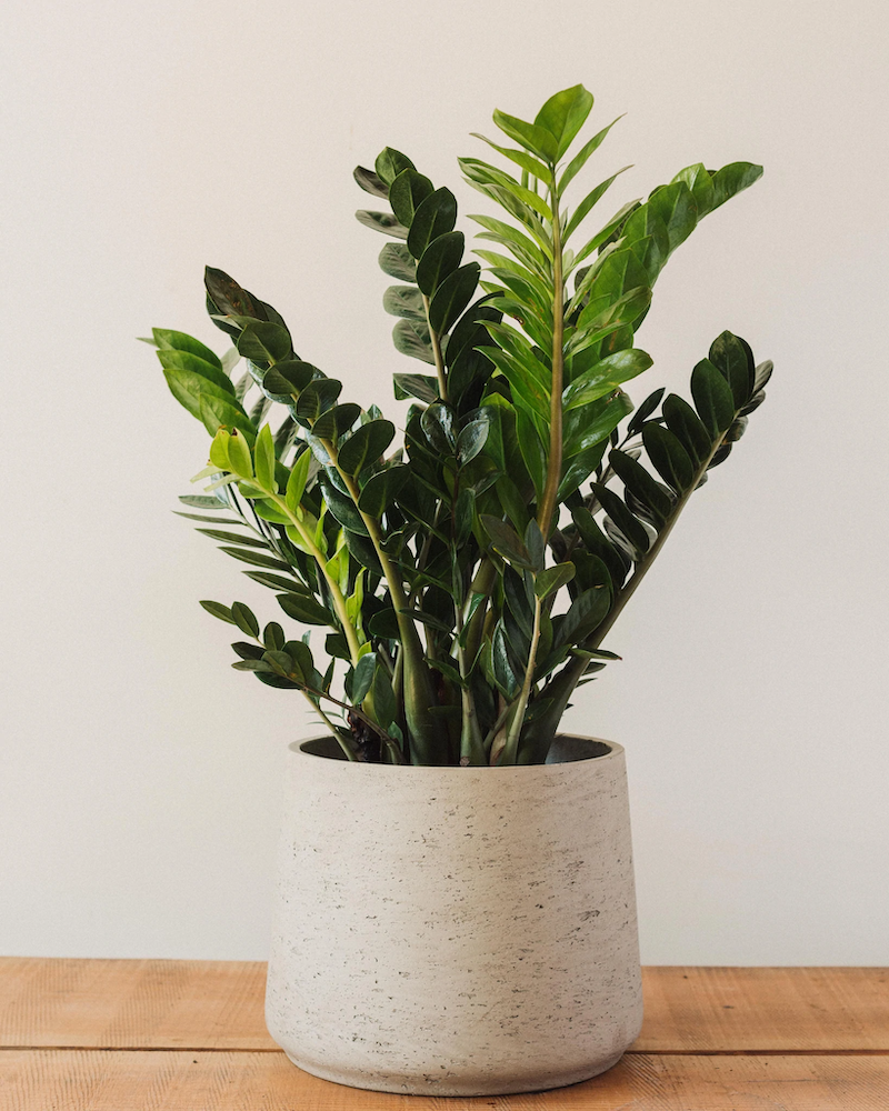 How to Choose the Right Houseplant for You Based on the Zodiac