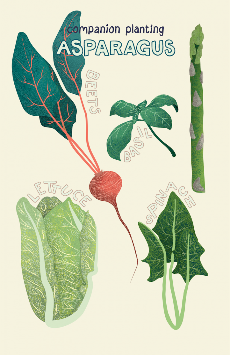 What Vegetables & Herbs CAN be planted together Companion Planting