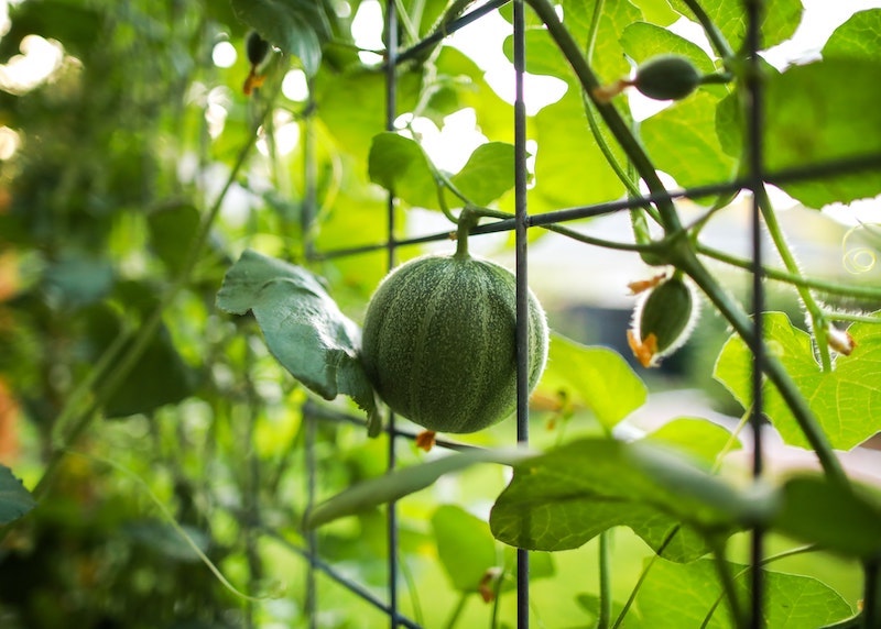 what type of herbs can be planted together