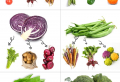 Companion Planting: What vegetables & herbs can be planted together in the garden