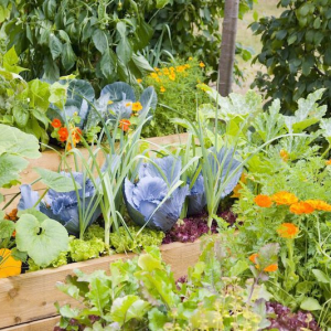 Companion Planting: What vegetables & herbs can be planted together in the garden