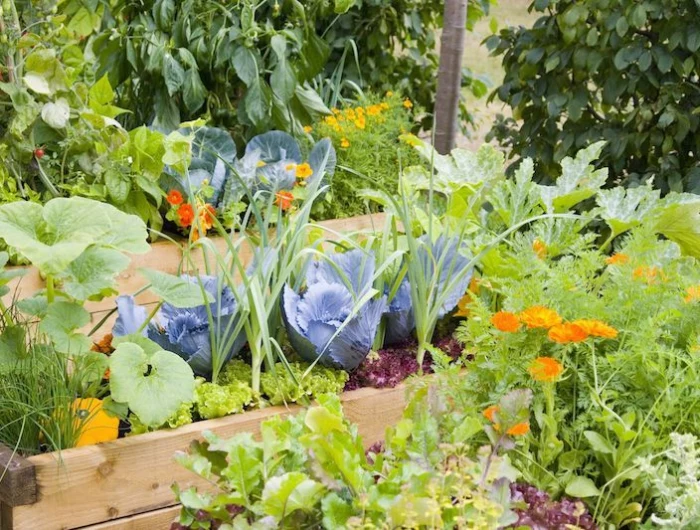 what vegetables should not be planted next to tomatoes