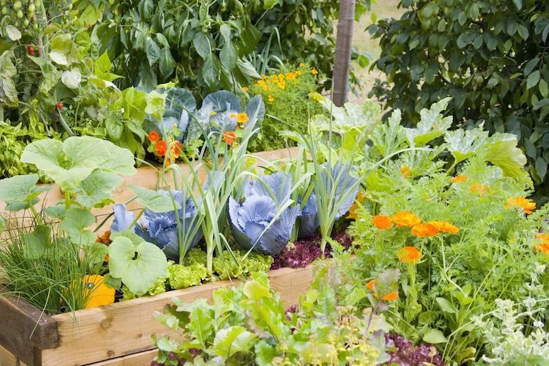 what vegetables should not be planted next to tomatoes