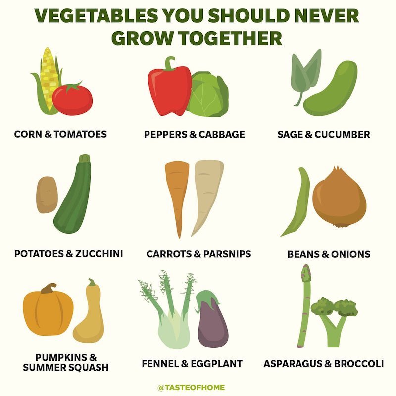what veggies should not be planted together