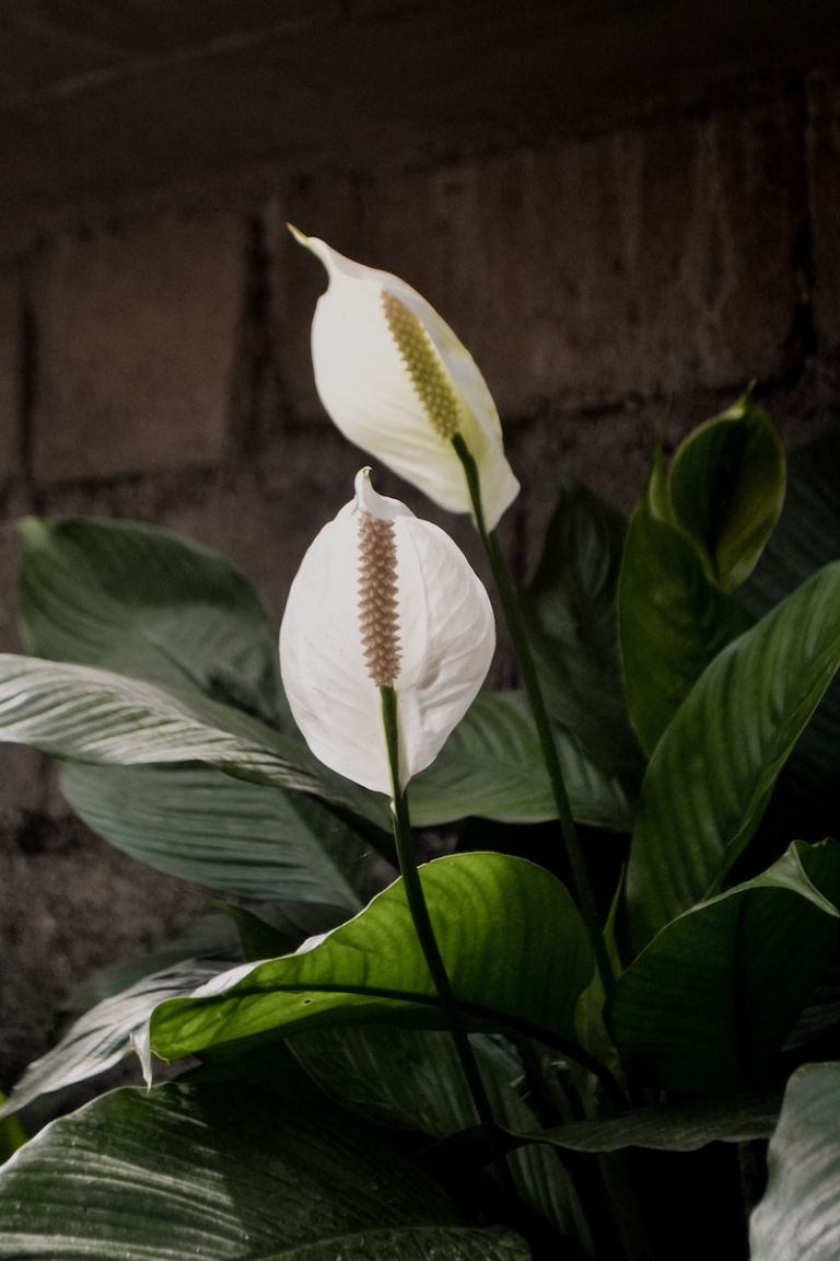 Bathroom Plants: The 7 Best Houseplants For Your Bathroom