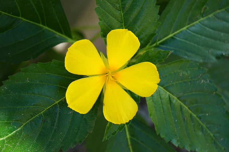 yellow alder flower in the middle of green leaves