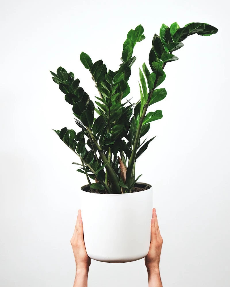 zz plant in a white pot being held
