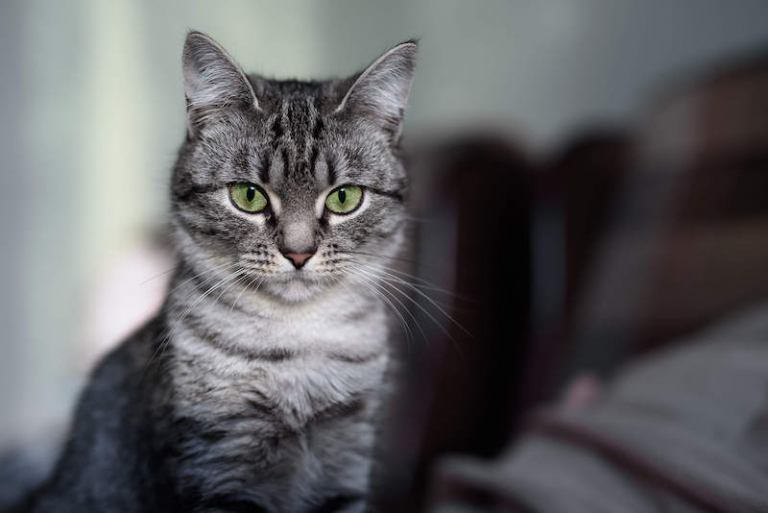 The 7 Best Kid-Friendly Cat Breeds: Loving and Calm