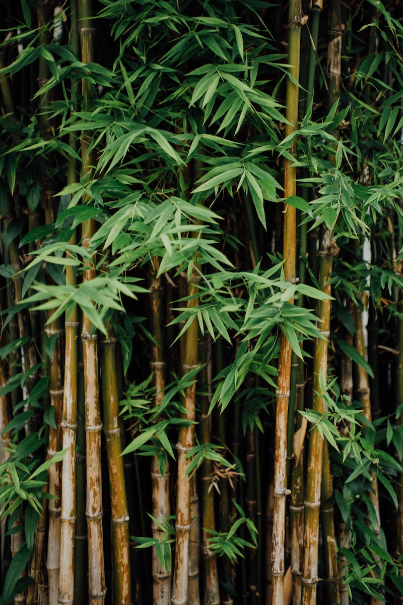bamboo sticks in the forest