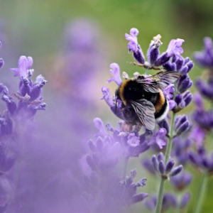 When and How To Prune Lavender The Right Way, According To Gardeners