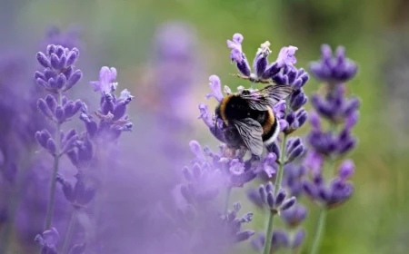 bee up close on a lavender flower