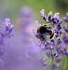 bee up close on a lavender flower