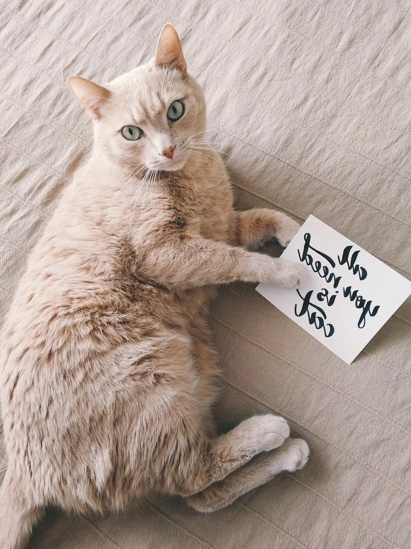 beige cat holding a paper that says all you need is a cat
