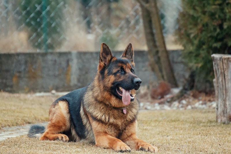 best guard dogs german shepherd sitting on the ground panting