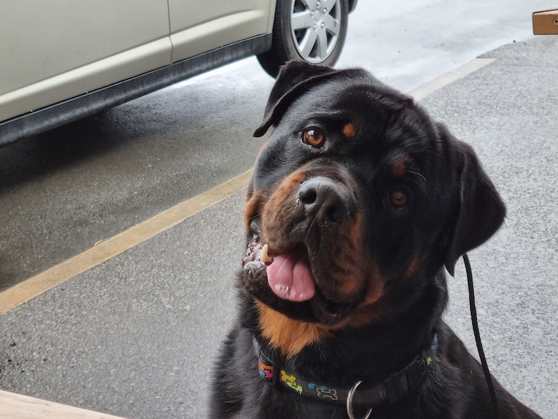 best guard dogs rottweiler up close smiling