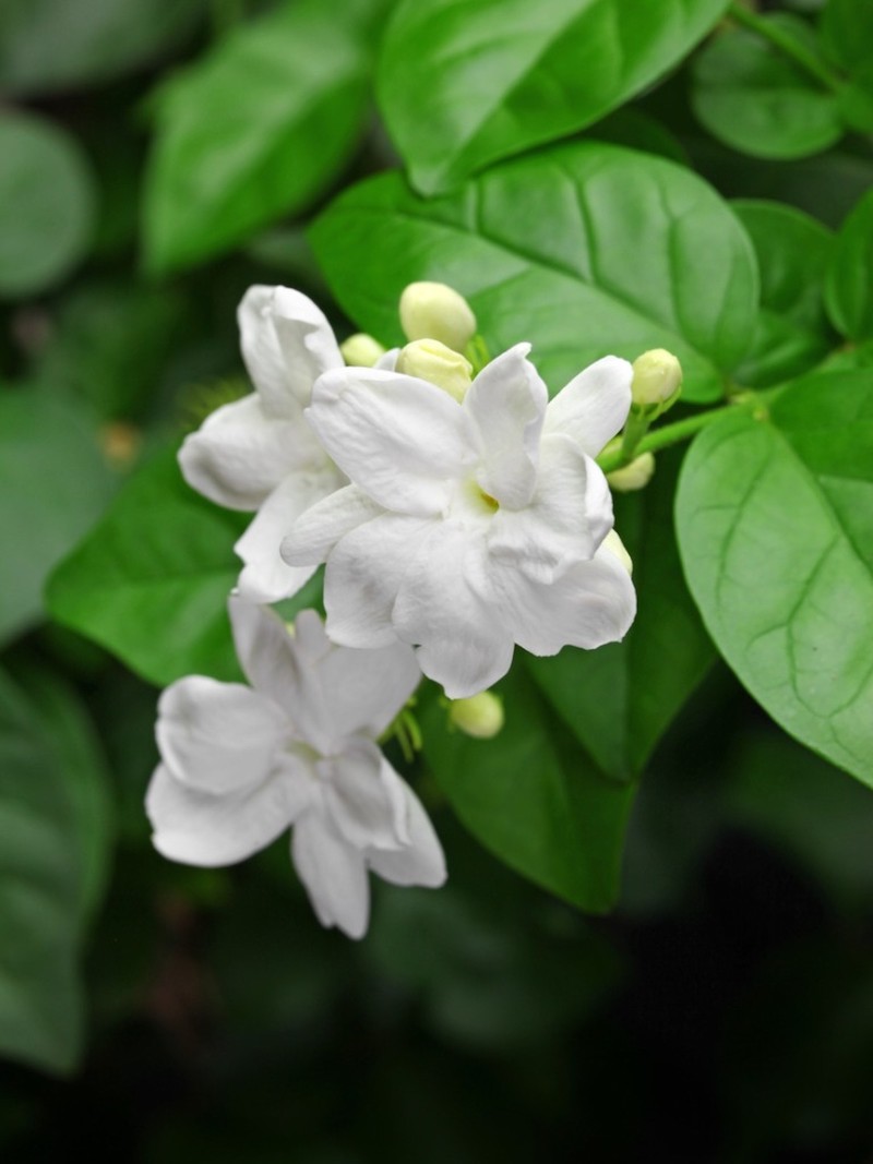 best smelling flowers arabian jasmine white flowers close up