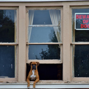 beware of dog sign with dog poking through window