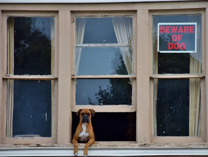 beware of dog sign with dog poking through window