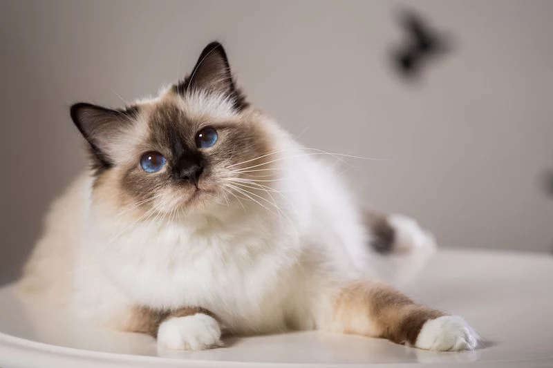 birman cat with white fur and small gray face