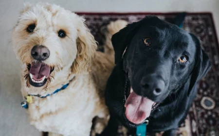black labrador and golden poodle sitting next to each other