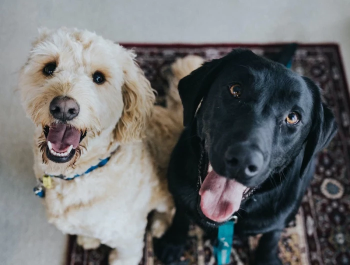 black labrador and golden poodle sitting next to each other