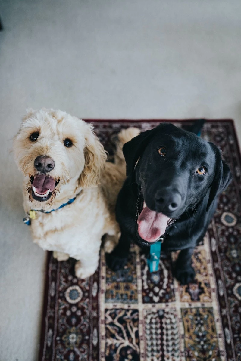black labrador and golden poodle sitting next to each other