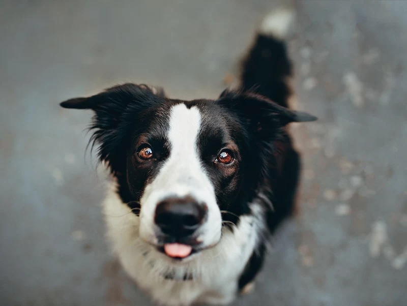 border collie up close liching its nose