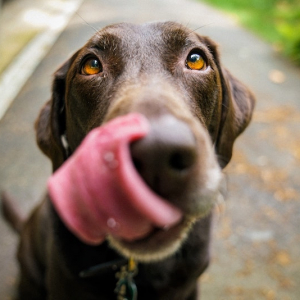 Can Dogs Eat Watermelon? 5+ Fruits Your Dog Can (Safely) Enjoy This Summer