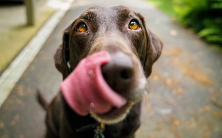 brown labrador licking his nose