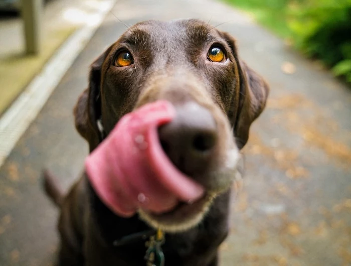 brown labrador licking his nose