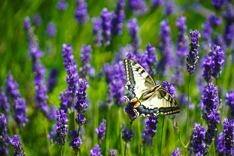 butterfly on lavender stem up close
