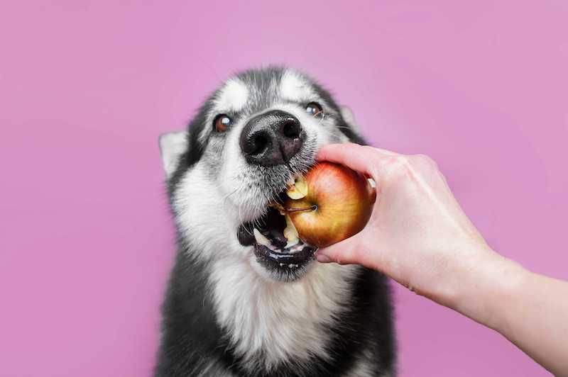 can dogs eat apples dog on pink background eating an apple