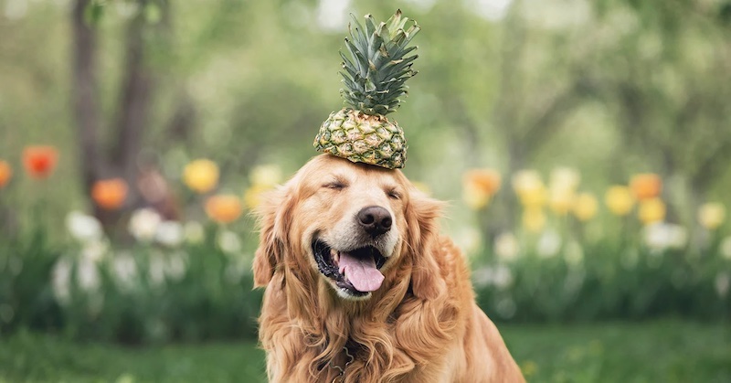 can dogs eat watermelon golden retriever with pineapple on its head
