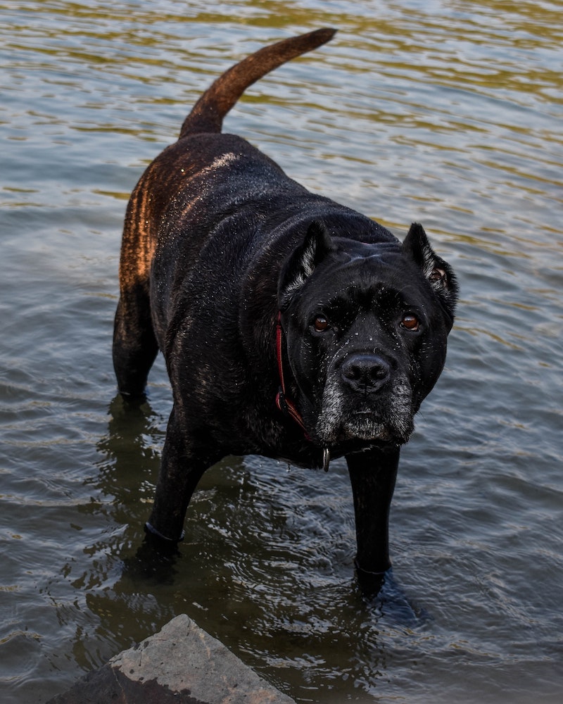 cane croso black standing in water