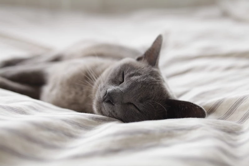 cat sleeping on white bed sheets