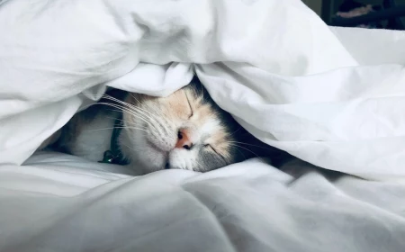 cat snuggled up in white bed sheets