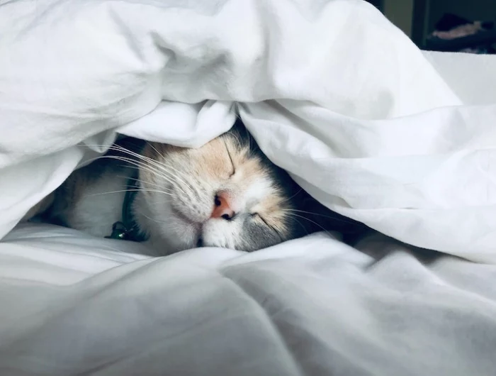 cat snuggled up in white bed sheets