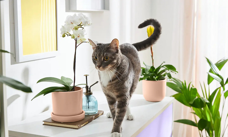 cat walking in front of orchid