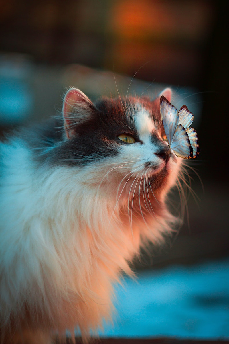 cat with blue butterfly on her nose