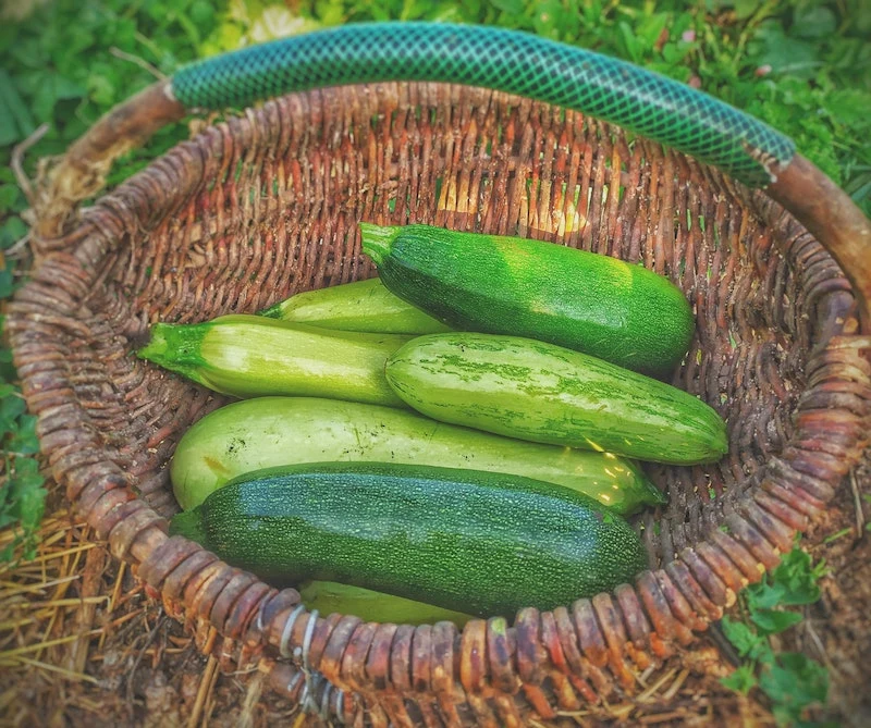 different sizes zucchini in a woven basket