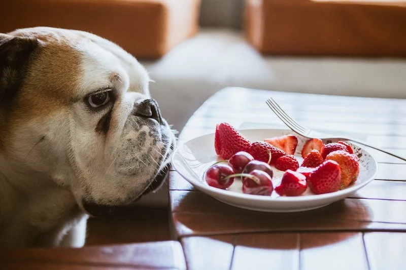 dog looking at filled with fruits