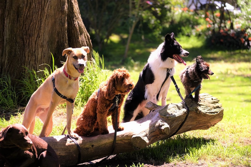 four dogs sitting on a wooden log