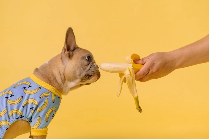 french bulld0g sniffing a banana
