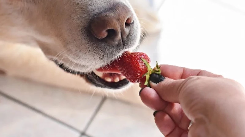 fruits safe for dogs to eat dog eating a strawberry