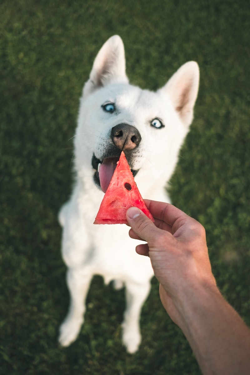 fruits safe for dogs white huskey with watermelon piece