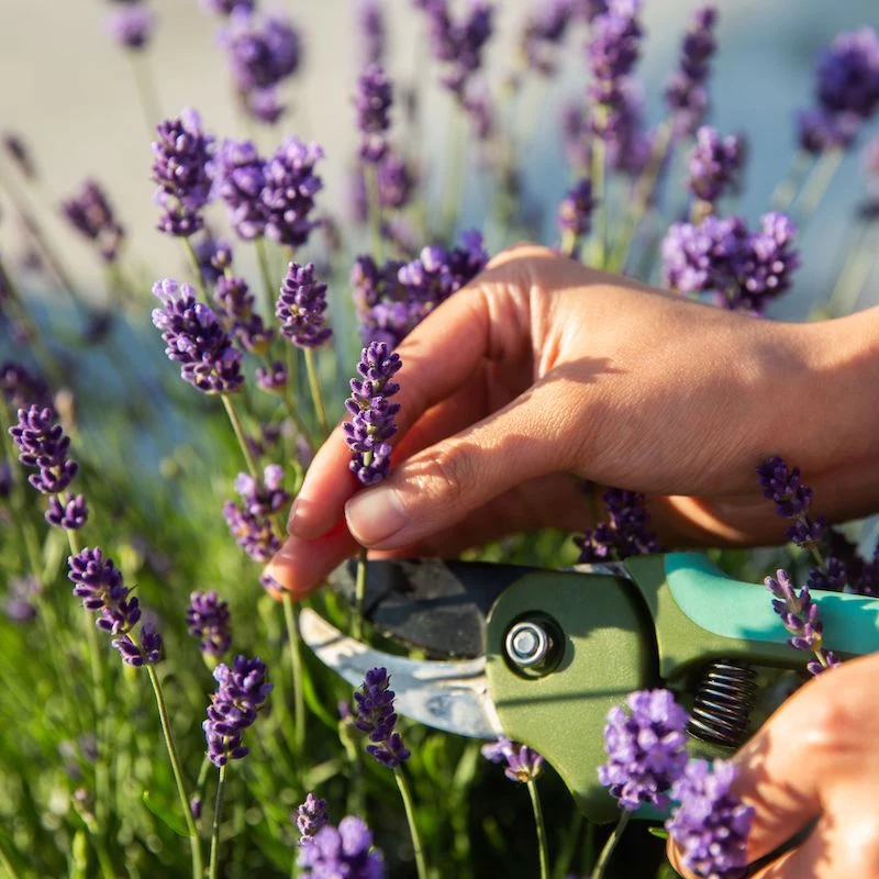 hands pruning lavender with sharp secateurs