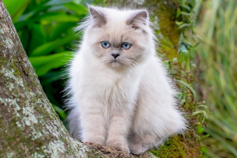 The 7 Best KidFriendly Cat Breeds Loving and Calm
