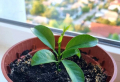 How to grow an orange tree from seed: Complete Guide
