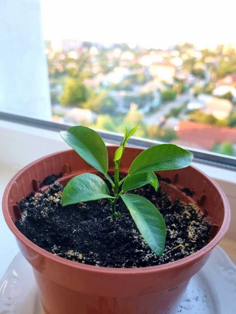 How to Grow Your Own Orange Tree from Seed in 6 Steps (easy guide)